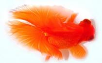 蝶尾金魚如何繁殖？蝶尾金魚怎么養(yǎng)？
