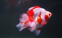短尾琉金魚怎么養(yǎng)？短尾琉金魚的品種有哪些？