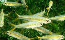 二線藍眼燈魚是什么？二線藍眼燈魚怎么養(yǎng)？