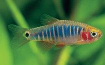 二線藍(lán)眼燈魚(yú)怎么繁殖？二線藍(lán)眼燈魚(yú)飼養(yǎng)環(huán)境