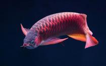 非洲龍魚(yú)的簡(jiǎn)介-非洲龍魚(yú)的品相標(biāo)準(zhǔn)