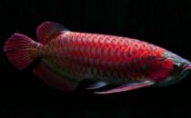 非洲龍魚怎么養(yǎng)？非洲龍魚的飼養(yǎng)環(huán)境