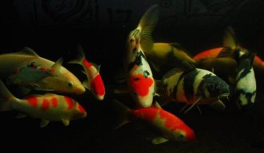 黃金錦鯉怎么養(yǎng)？黃金錦鯉的養(yǎng)殖技巧