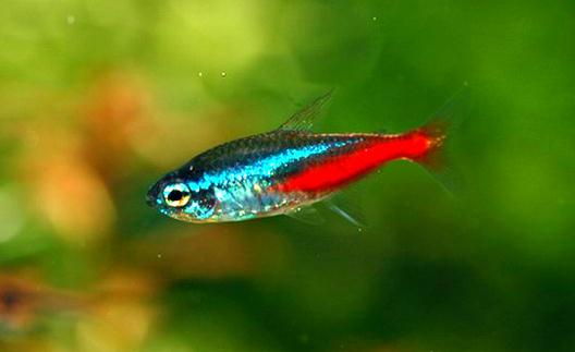 紅綠燈魚是怎樣的？紅綠燈魚的分布范圍