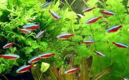 紅綠燈魚的飼養(yǎng)環(huán)境-紅綠燈魚怎么養(yǎng)？