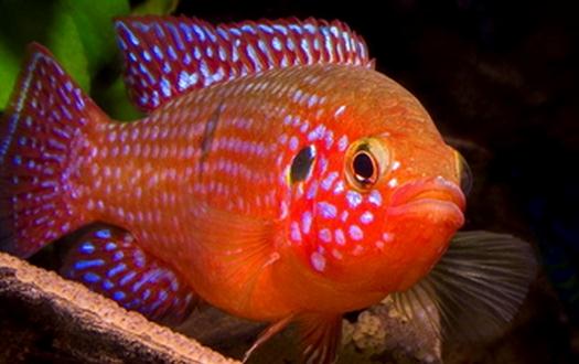 紅松石魚的簡介-紅松石魚如何疾病檢查？
