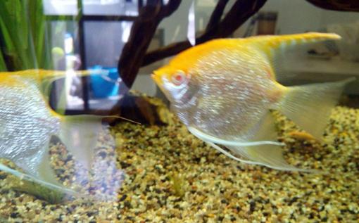 紅眼鉆石神仙魚怎么養(yǎng)？紅眼鉆石神仙魚的簡介