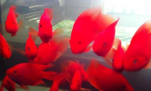 紅元寶魚的壽命-紅元寶魚怎么養(yǎng)？