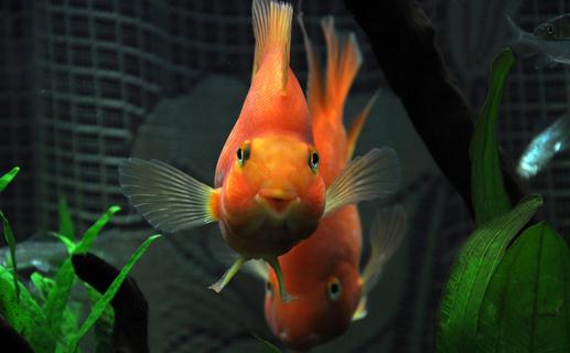 紅元寶魚(yú)是什么？紅元寶魚(yú)價(jià)格