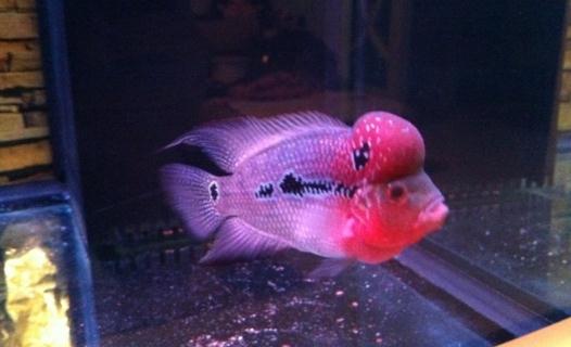 紅運當頭羅漢魚怎么養(yǎng)？紅運當頭羅漢魚價格