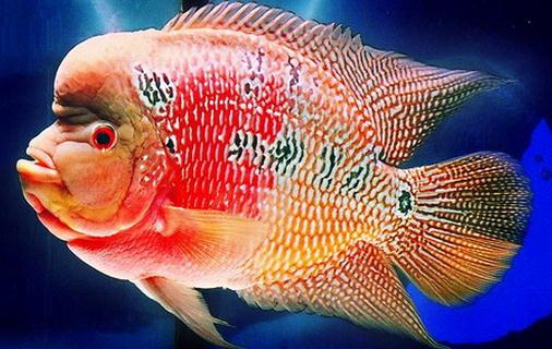 花角羅漢魚的簡介-花角羅漢魚的價(jià)格