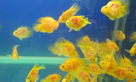 黃金燈魚的簡(jiǎn)介-飼養(yǎng)黃金燈魚的環(huán)境