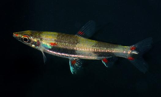 黃金燈魚怎么養(yǎng)？黃金燈魚的特點(diǎn)