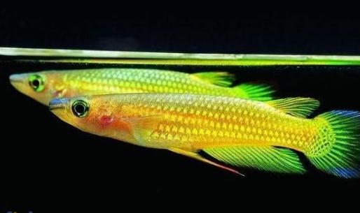 黃金鳉怎么養(yǎng)？黃金鳉的壽命