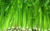 芹菜可平肝降壓 盤點芹菜的五大營養(yǎng)功效