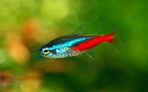 紅綠燈魚是怎樣的？紅綠燈魚的分布范圍