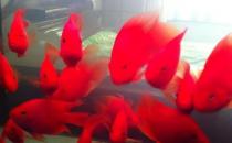 紅元寶魚的壽命-紅元寶魚怎么養(yǎng)？