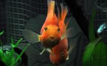 紅元寶魚是什么？紅元寶魚價格