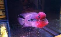 紅運當頭羅漢魚怎么養(yǎng)？紅運當頭羅漢魚價格