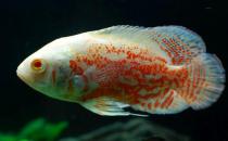 厚子魚(yú)的簡(jiǎn)介-厚子魚(yú)的生長(zhǎng)習(xí)性