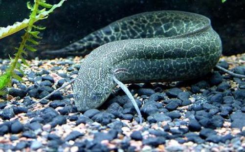 澳洲肺魚怎么養(yǎng)？澳洲肺魚的繁殖方法