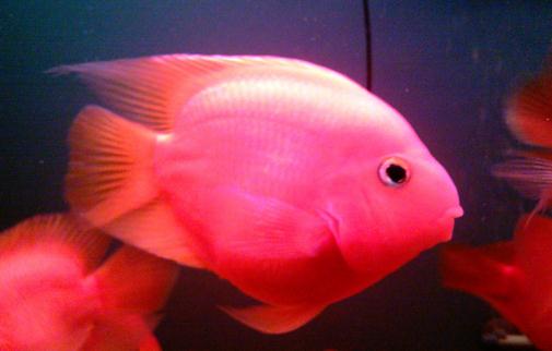金剛鸚鵡魚怎么養(yǎng)？金剛鸚鵡魚的壽命