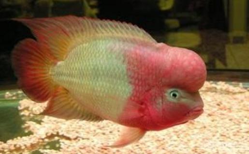 金花羅漢魚是什么？金花羅漢魚多少錢能買到？