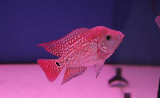 金花羅漢魚(yú)怎么養(yǎng)？金花羅漢魚(yú)的壽命