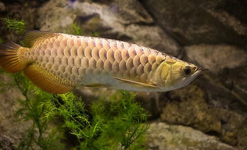 金龍魚怎么養(yǎng)？金龍魚如何飼養(yǎng)？