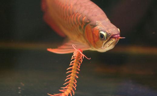 曼龍魚怎么養(yǎng)？曼龍魚如何分辨雌性？