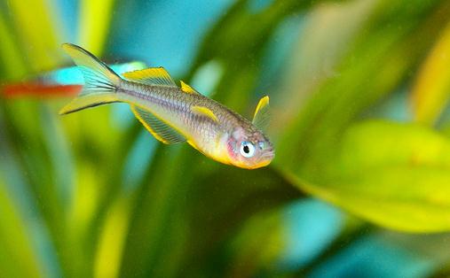 霓虹燈魚怎么養(yǎng)？霓虹燈的飼養(yǎng)方法