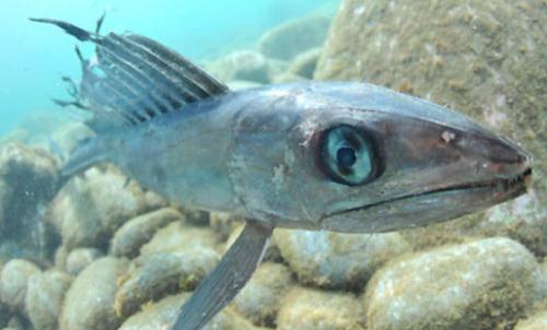 深海龍魚的簡(jiǎn)介-深海龍魚吃什么食物？
