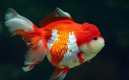 獅子頭金魚是什么？獅子頭金魚如何挑選？