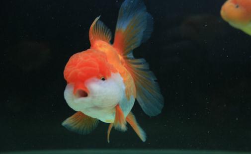 獅子頭金魚怎么養(yǎng)？獅子頭金魚的品種