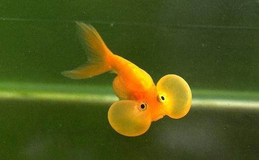 水泡金魚(yú)是什么魚(yú)？水泡金魚(yú)的特征