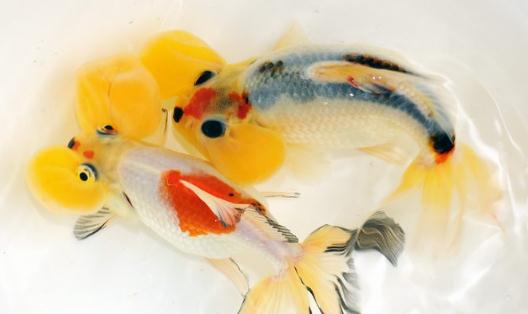水泡金魚有什么種類？水泡金魚的特征