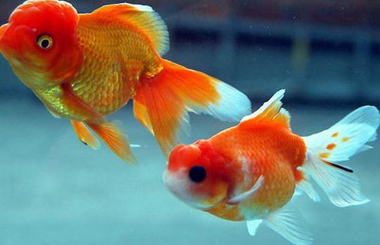 水泡金魚怎么養(yǎng)？水泡金魚的飼養(yǎng)方法