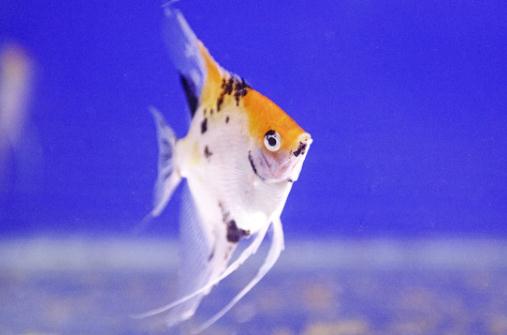 天使魚怎么養(yǎng)？天使魚有什么品種？