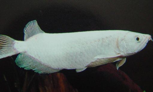 星點龍魚吃什么？星點龍魚怎么養(yǎng)？