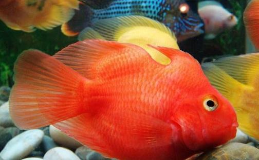 血鸚鵡魚怎么養(yǎng)？血鸚鵡魚的養(yǎng)殖環(huán)境
