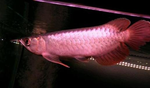 印尼辣椒紅龍魚的簡(jiǎn)介-印尼辣椒紅龍魚如何繁殖？