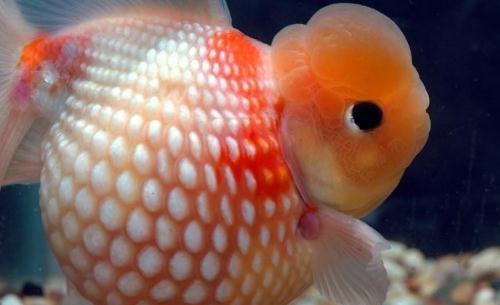珍珠金魚的簡(jiǎn)介-珍珠金魚如何繁殖？