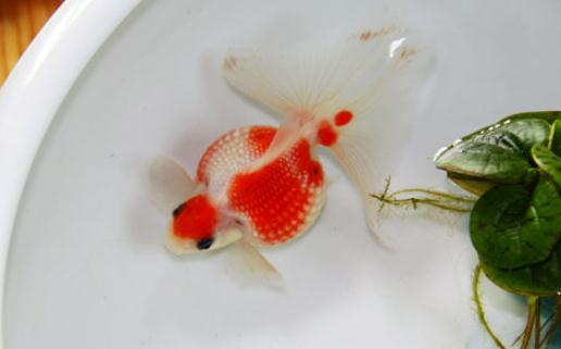 珍珠金魚怎么養(yǎng)？珍珠金魚喂食方法