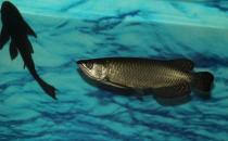 澳洲星點(diǎn)龍魚(yú)怎么養(yǎng)？澳洲星點(diǎn)龍魚(yú)的生存環(huán)境