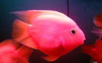 金剛鸚鵡魚怎么養(yǎng)？金剛鸚鵡魚的壽命