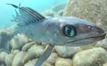深海龍魚的簡(jiǎn)介-深海龍魚吃什么食物？