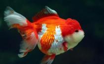 獅子頭金魚(yú)是什么？獅子頭金魚(yú)如何挑選？