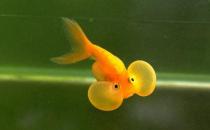 水泡金魚(yú)是什么魚(yú)？水泡金魚(yú)的特征