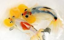 水泡金魚有什么種類？水泡金魚的特征