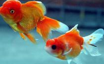 水泡金魚(yú)怎么養(yǎng)？水泡金魚(yú)的飼養(yǎng)方法